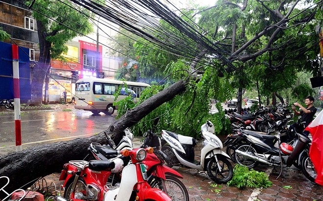 Cây đổ gây thiệt hại cả về người và phương tiện. Ảnh