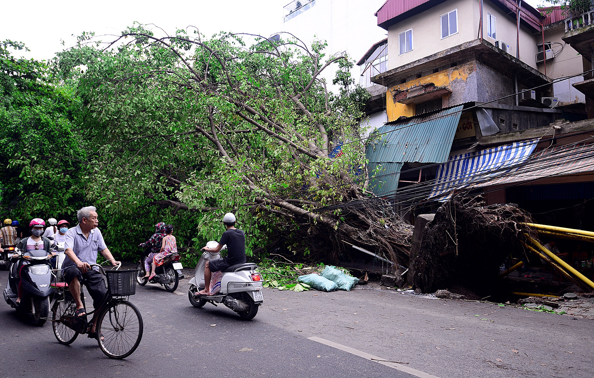 Chuyen gia ly giai viec 1.300 cay do trong con dong hinh anh