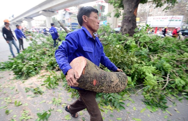 Tiep tuc dau gia go tu cay xanh bi chat ha, thay the hinh anh