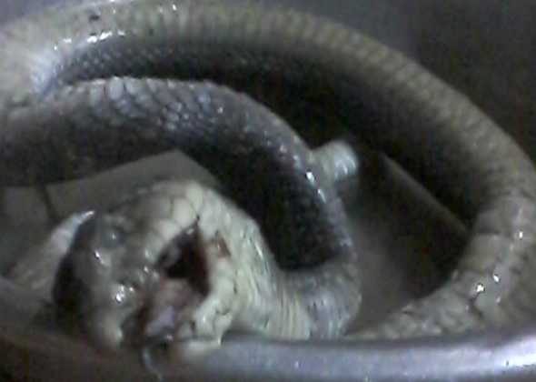 Lao nong tay khong ha guc ho mang chua dai 3,5 m hinh anh