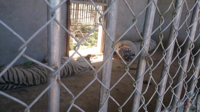 Một trong hai con hổ nuôi đã cướp đi cánh tay của chị Yến.