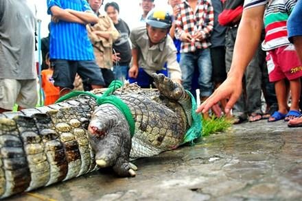 Ca sau tiep tuc song chuong o Ho Tri An? hinh anh