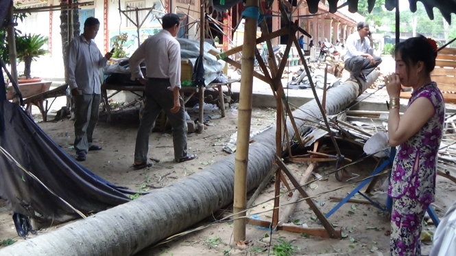 Cây thốt nốt này gãy ngang vì gió lốc xoáy khiến một người bị thương đến giờ người dân vẫn còn bàng hoàng.