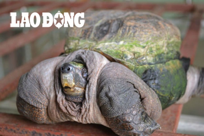 Cận cảnh con rùa kỳ lạ của anh Võ Minh Tuấn.