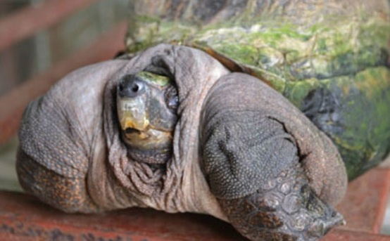 Con rua ky la dem lai may man cho chu nhan o Tien Giang hinh anh