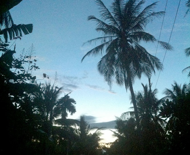 De xuat trong cay dua tren cac tuyen duong TP HCM hinh anh