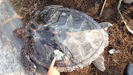 Rua bien quy hiem lac vao ho nuoi tom cua dan hinh anh