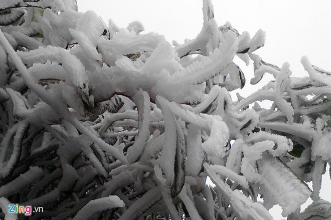 Băng giá ở Fansipan (Lào Cai) tháng 12/2014. Ảnh: Lê Hiếu.