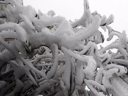 Sa Pa, Mau Son co the xuat hien bang gia hinh anh