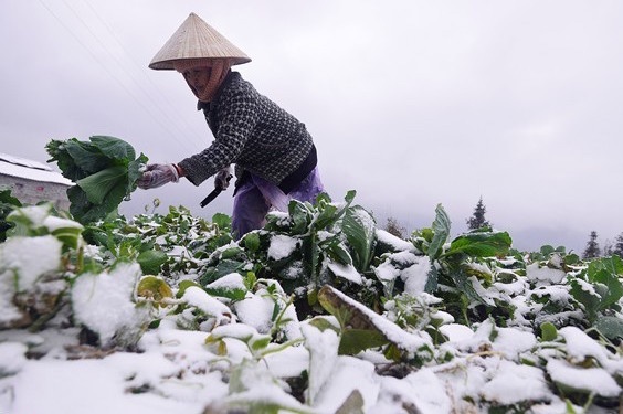 Nhieu vung o mien Bac van duoi 0 do C hinh anh