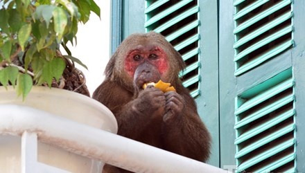 Ban thuoc me bat khi mat do nao loan khu dan cu hinh anh