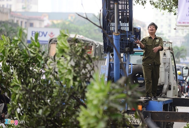 Ha Noi se ha do cao toan bo he thong cay xanh hinh anh