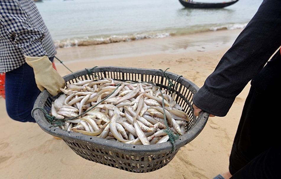 Lap hoi dong khoa hoc cap quoc gia tim nguyen nhan ca chet hinh anh