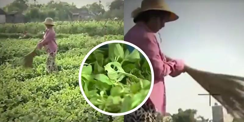 Bo Thong tin yeu cau VTV giai trinh vu Cay choi quet rau hinh anh