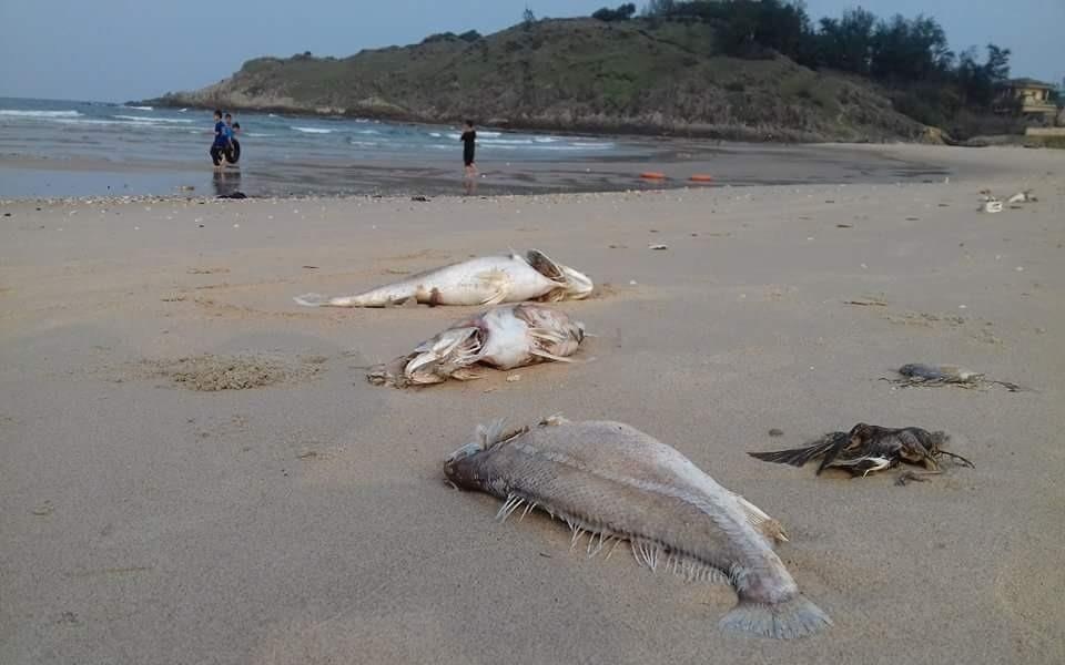 Bo Khoa hoc: Da du co so tra loi nguyen nhan ca chet hinh anh
