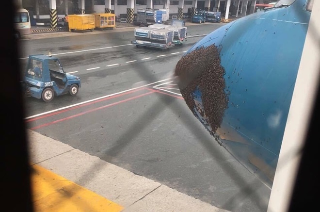 Ong bam den dac mui may bay Vietnam Airlines hinh anh