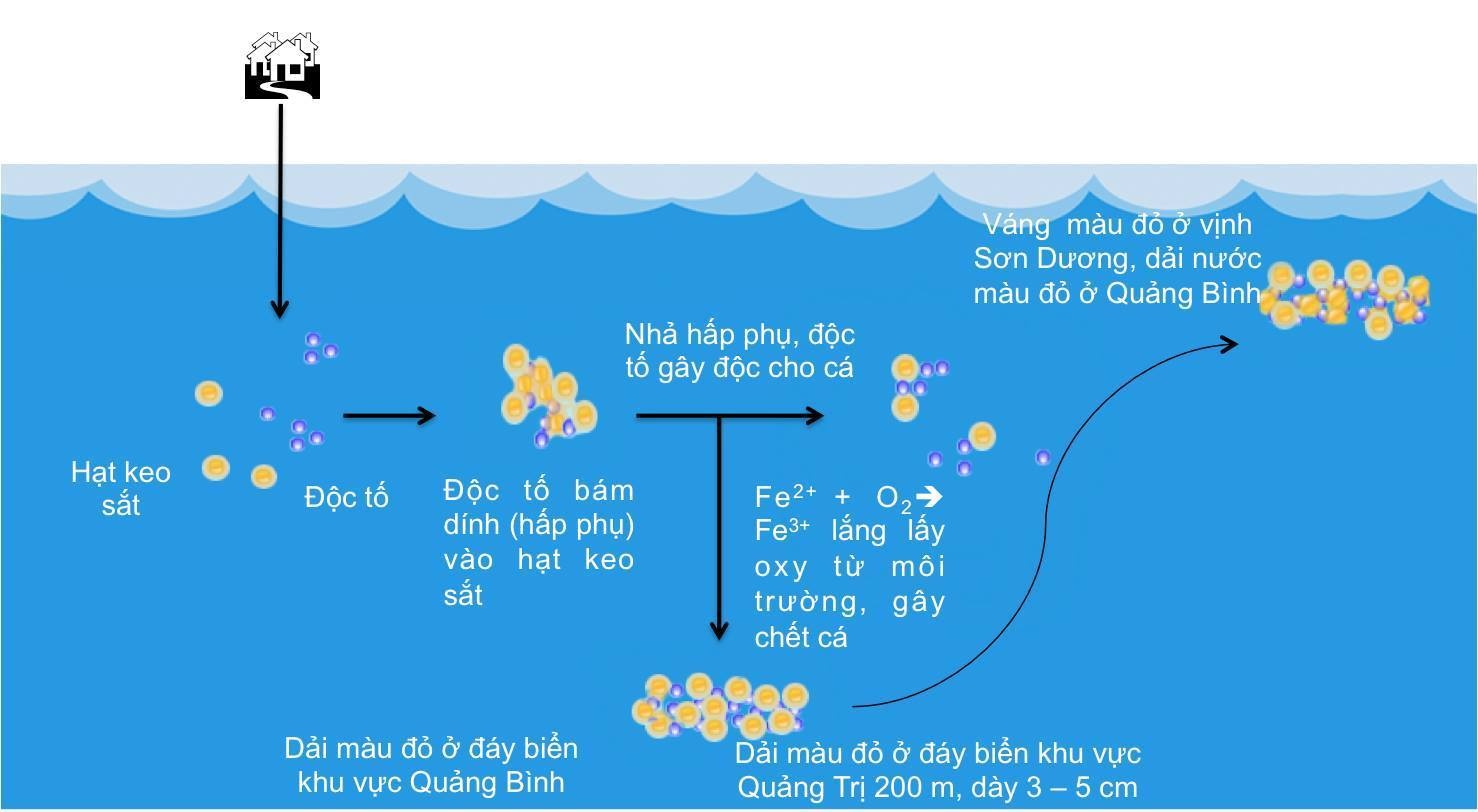 Quá trình tìm nguyên nhân cá chết ảnh 2 Qua trinh tim nguyen nhan ca chet anh 2
