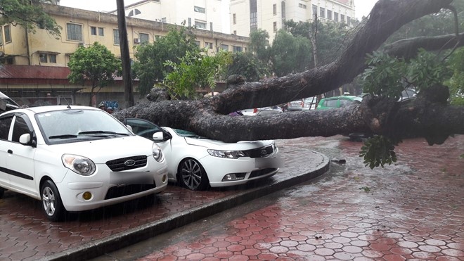 Bao so 3 xo do cay coi, gay ngap nang tai Ha Noi hinh anh