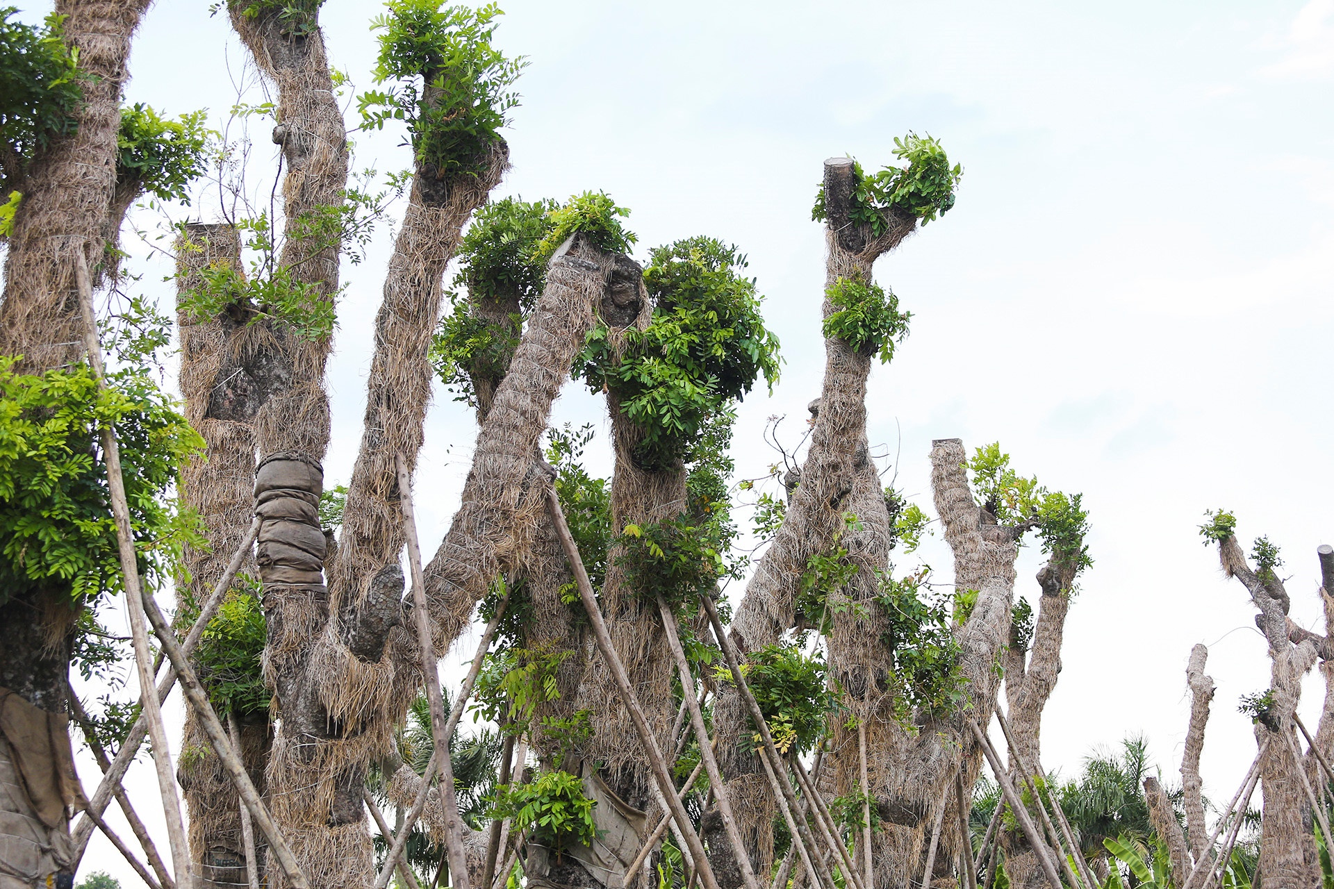 Ong Nguyen Duc Chung: Xa cu danh chuyen khong the trong lai tren pho hinh anh