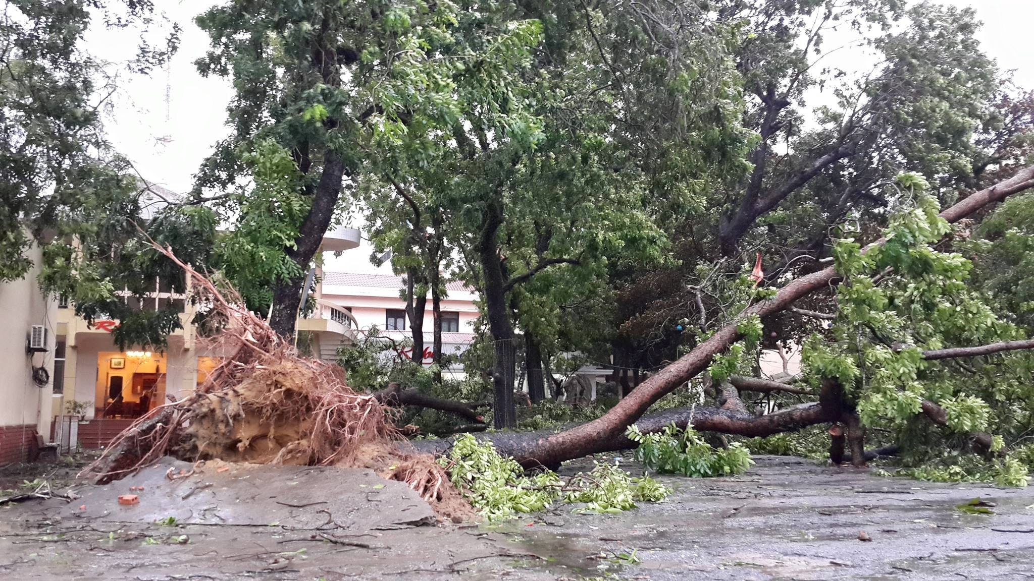 Bao so hai khien cay do, nha toc mai hinh anh