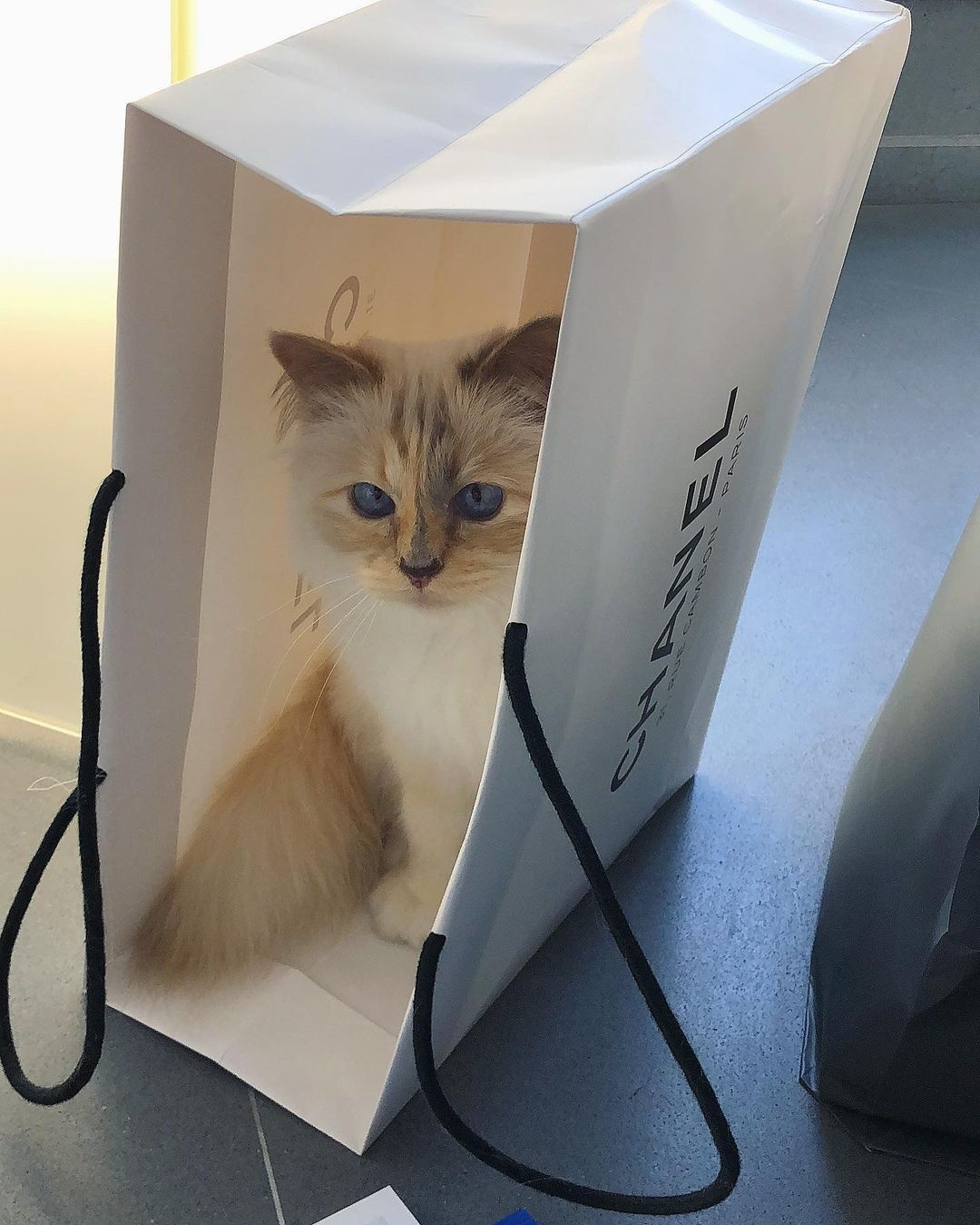 Met Gala 2023 ảnh 4 Met Gala 2023 anh 4