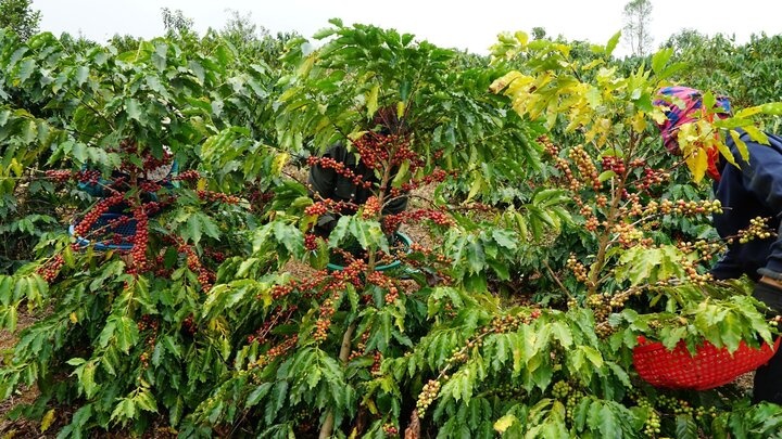 gia ca phe tang anh 4