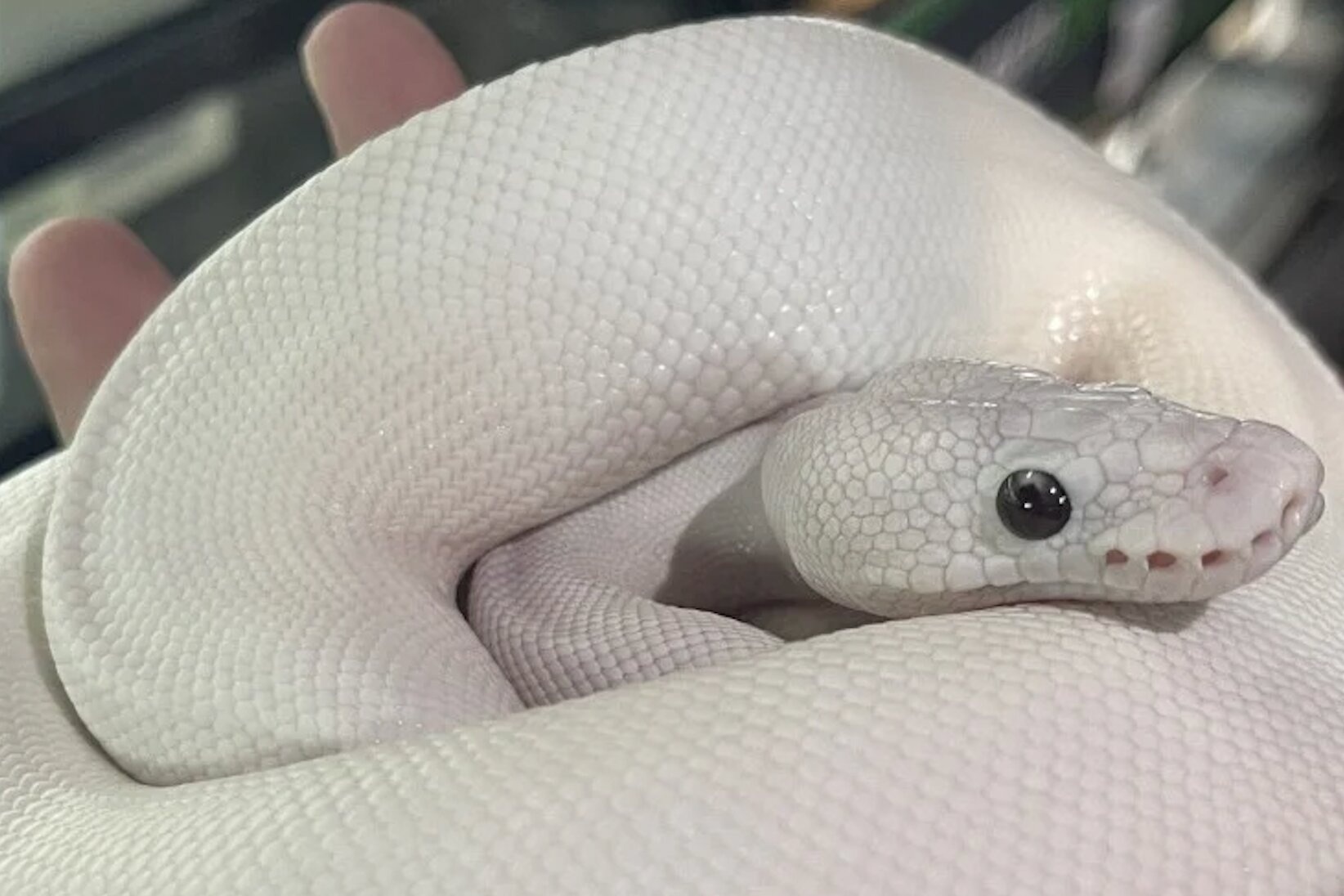 Do xo nuoi 'be Na' don nam At Ty hinh anh