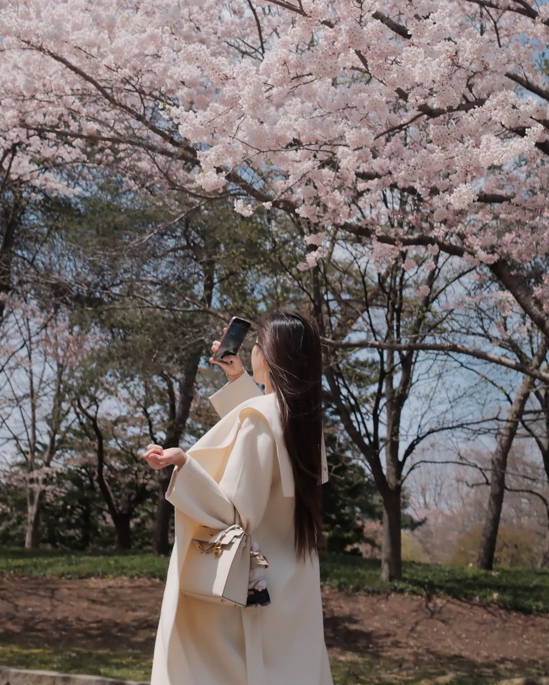 The_last_cherry_blossom_petals_.jpg
