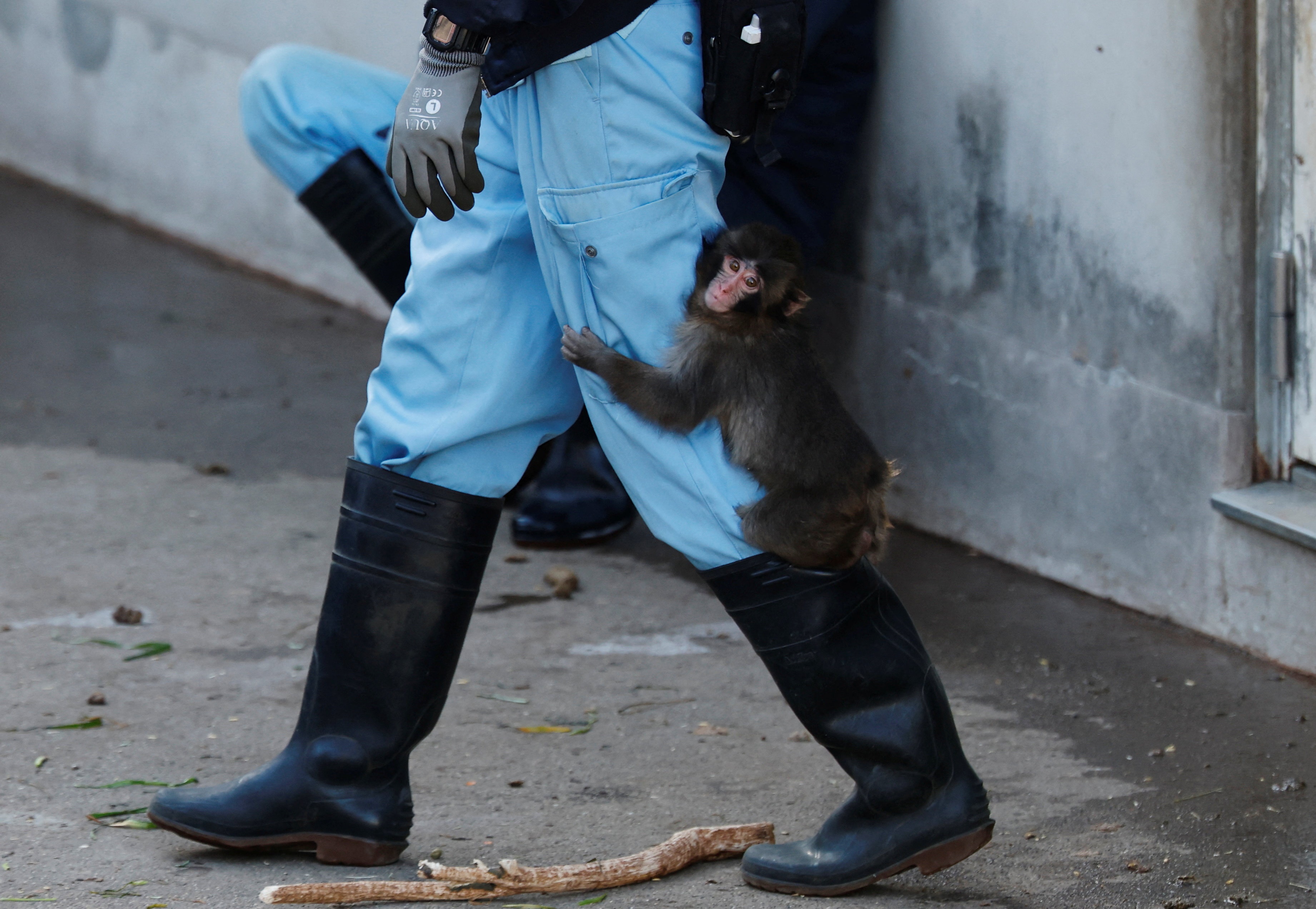 khi,  Punch,  thu nhoi bong,  duoi uoi anh 3