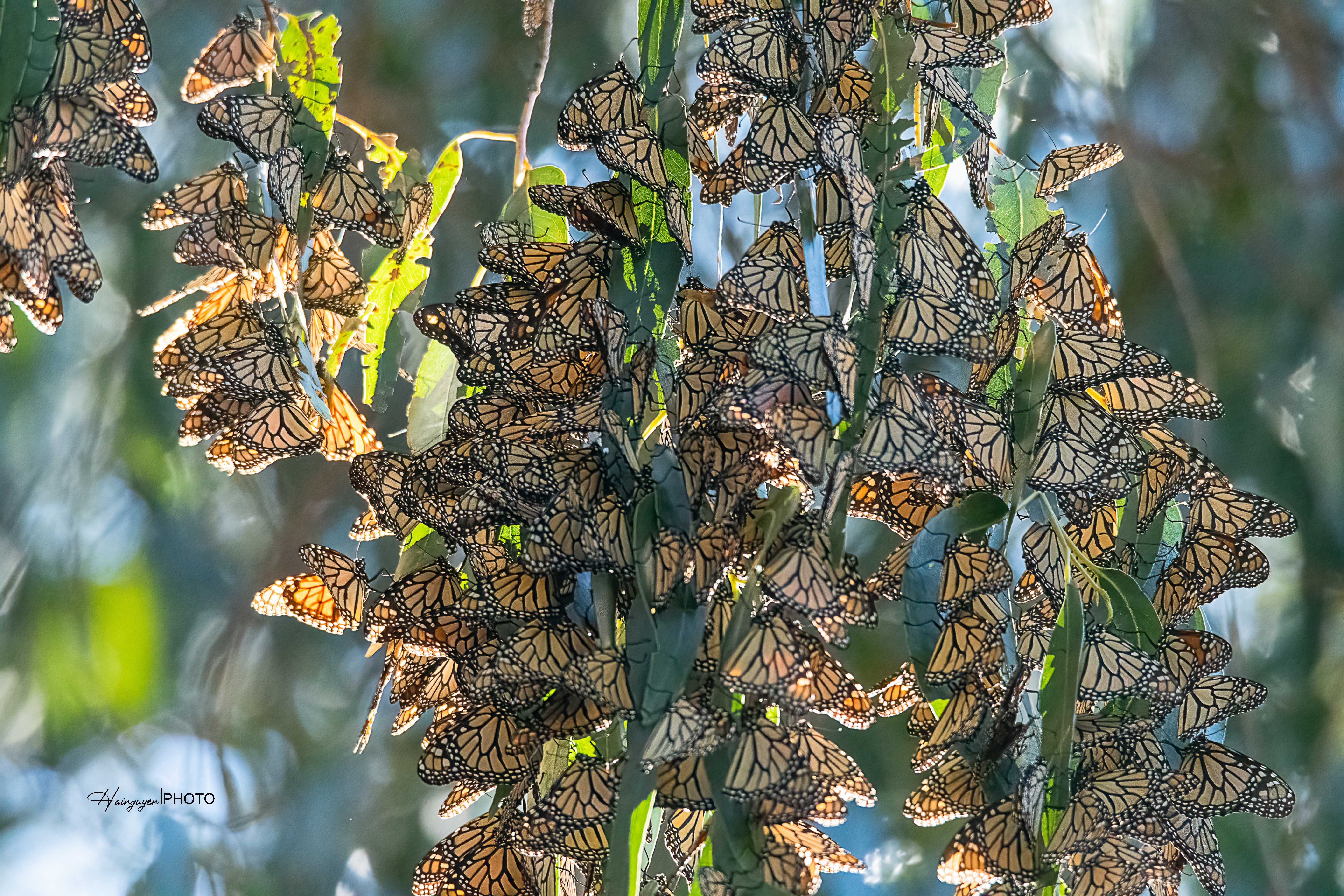 khoanh khac dang nho 2021 anh 14