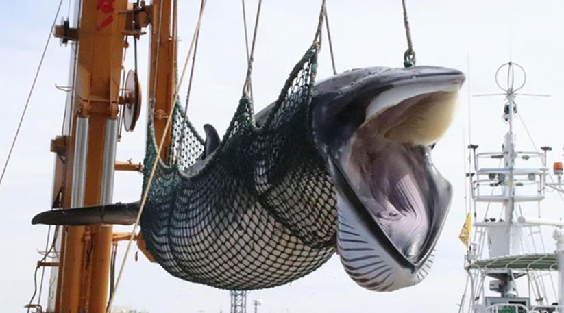 Nghe san bat ca voi Nhat Ban tan lui hinh anh