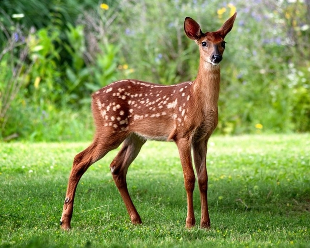 Nguoi linh Paraguay thiet mang do bi huou tan cong hinh anh