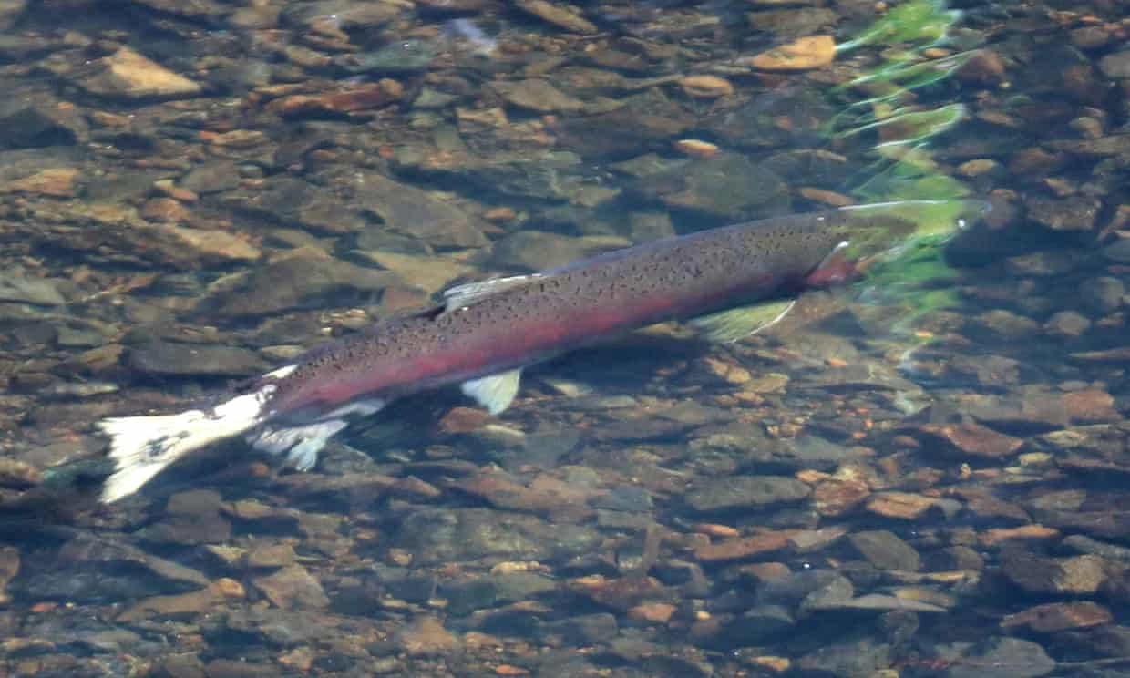 Ca hoi Coho tro lai sau 25 nam anh 1