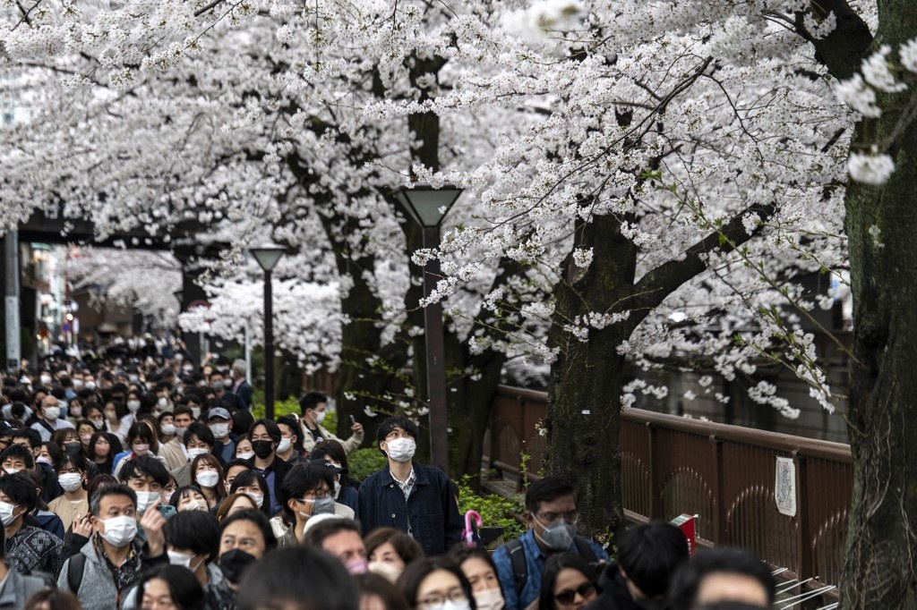 hoa anh dao no anh 4