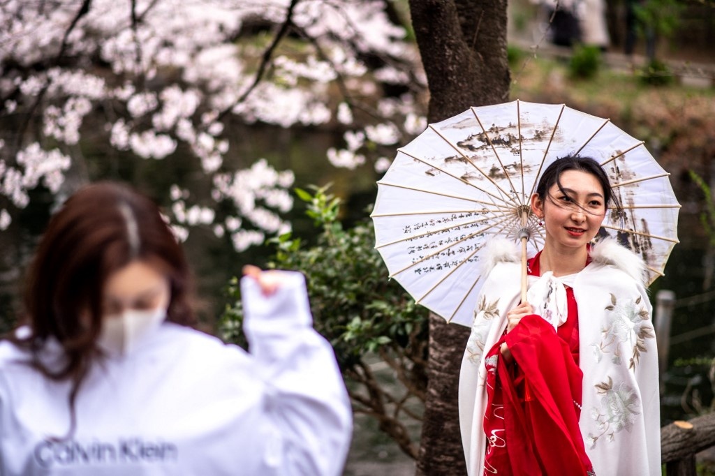 hoa anh dao no anh 1