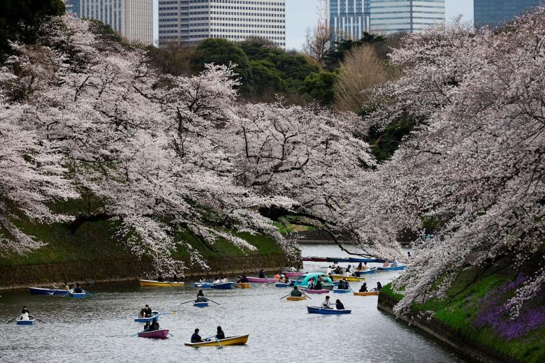 hoa anh dao no anh 6