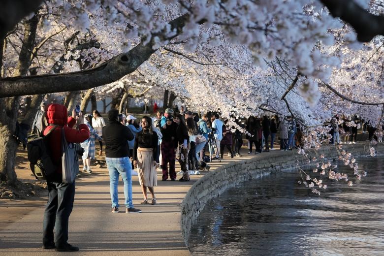 hoa anh dao no anh 10