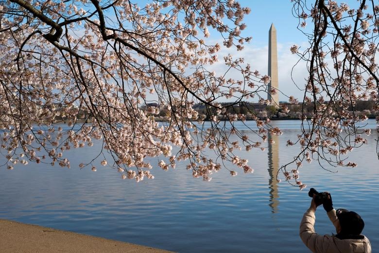 hoa anh dao no anh 11