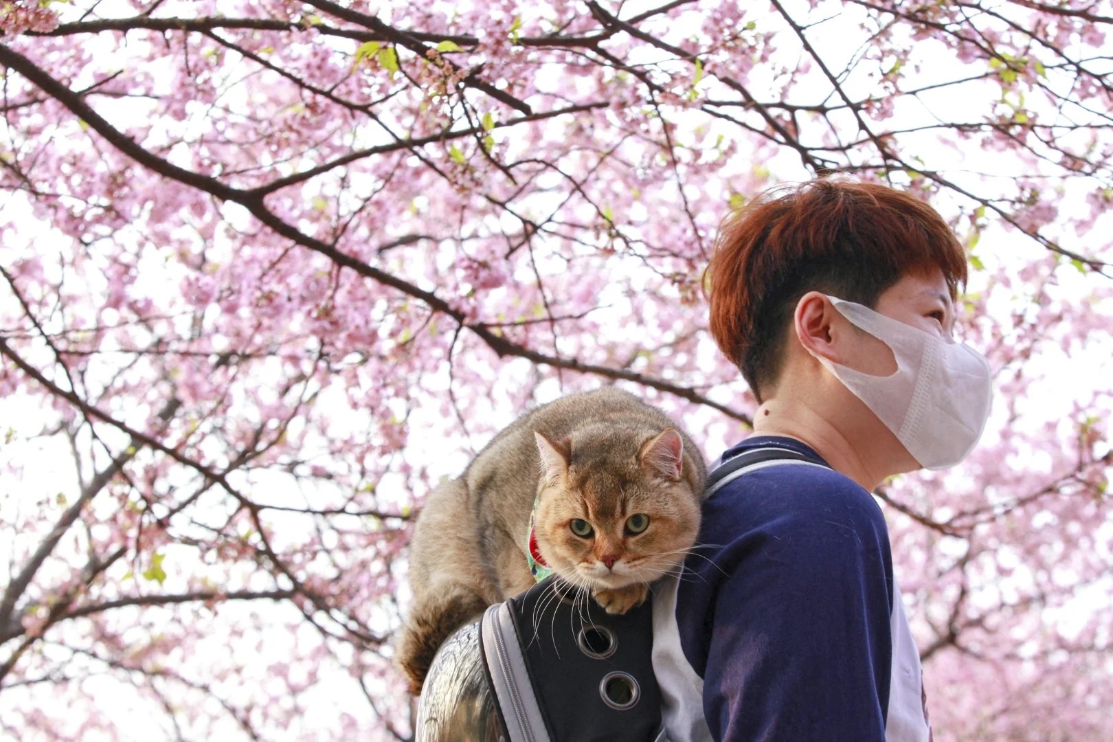 hoa anh dao no anh 8