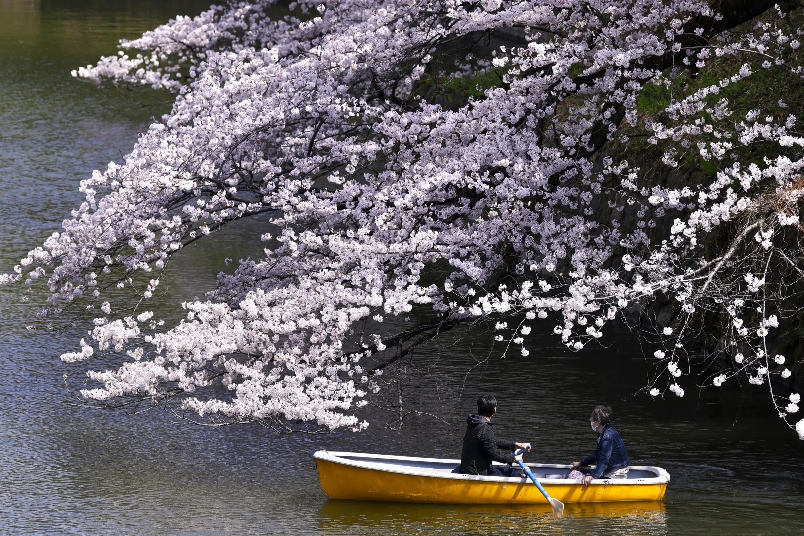 hoa anh dao no anh 5