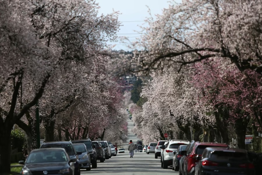 hoa anh dao no anh 13