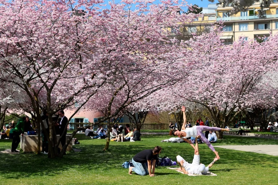 hoa anh dao no anh 12