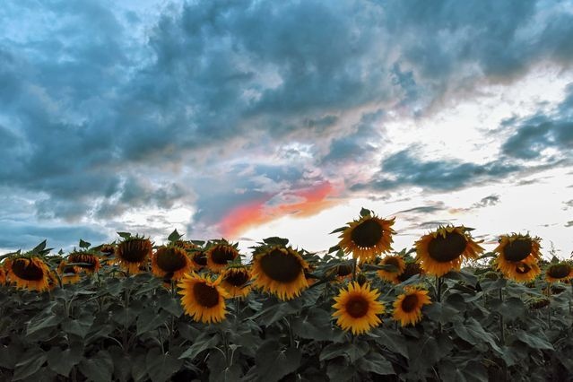 gia dau an tang anh 2