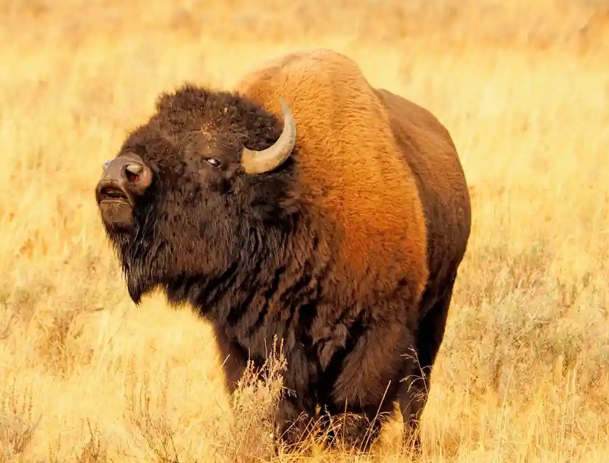 Co gai bi bo rung huc chet trong cong vien hinh anh