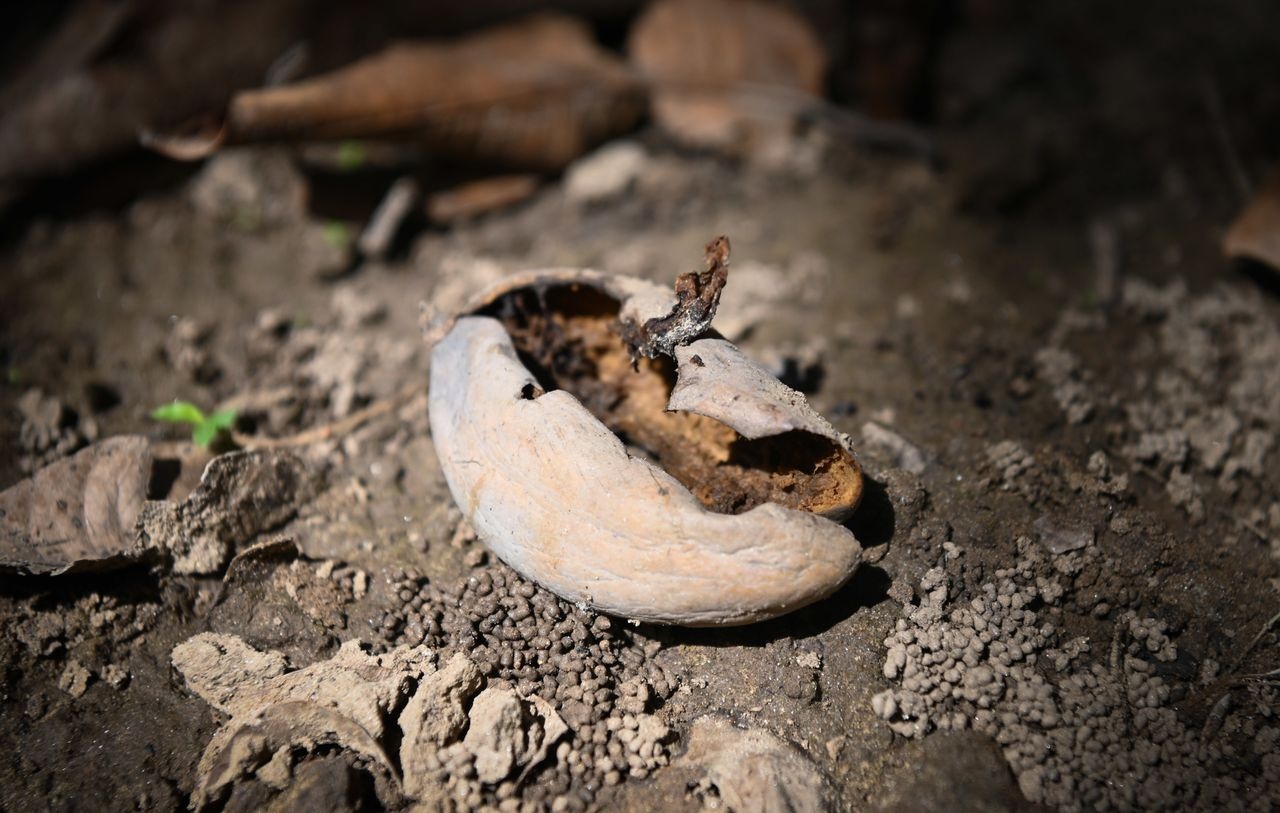 'Vua trai cay' An Do bi buc tu hinh anh