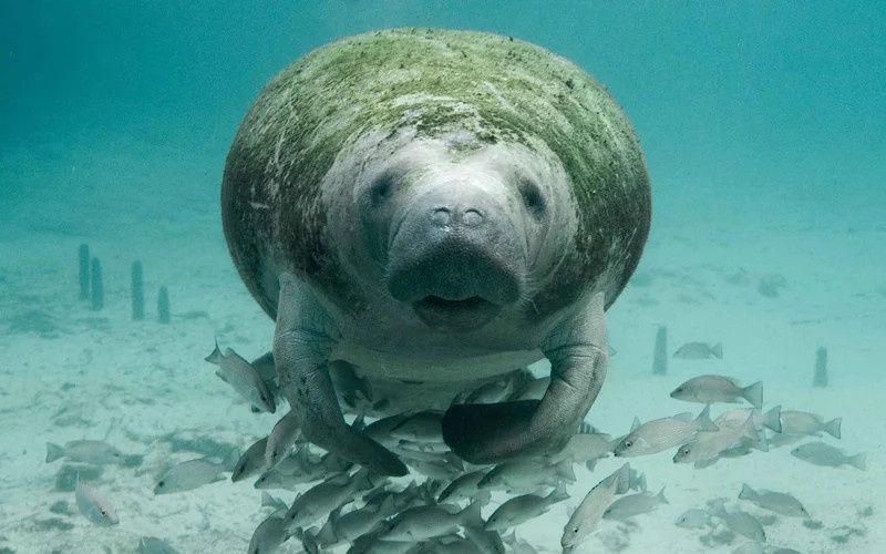 ca nang tien tuyet chung anh 1