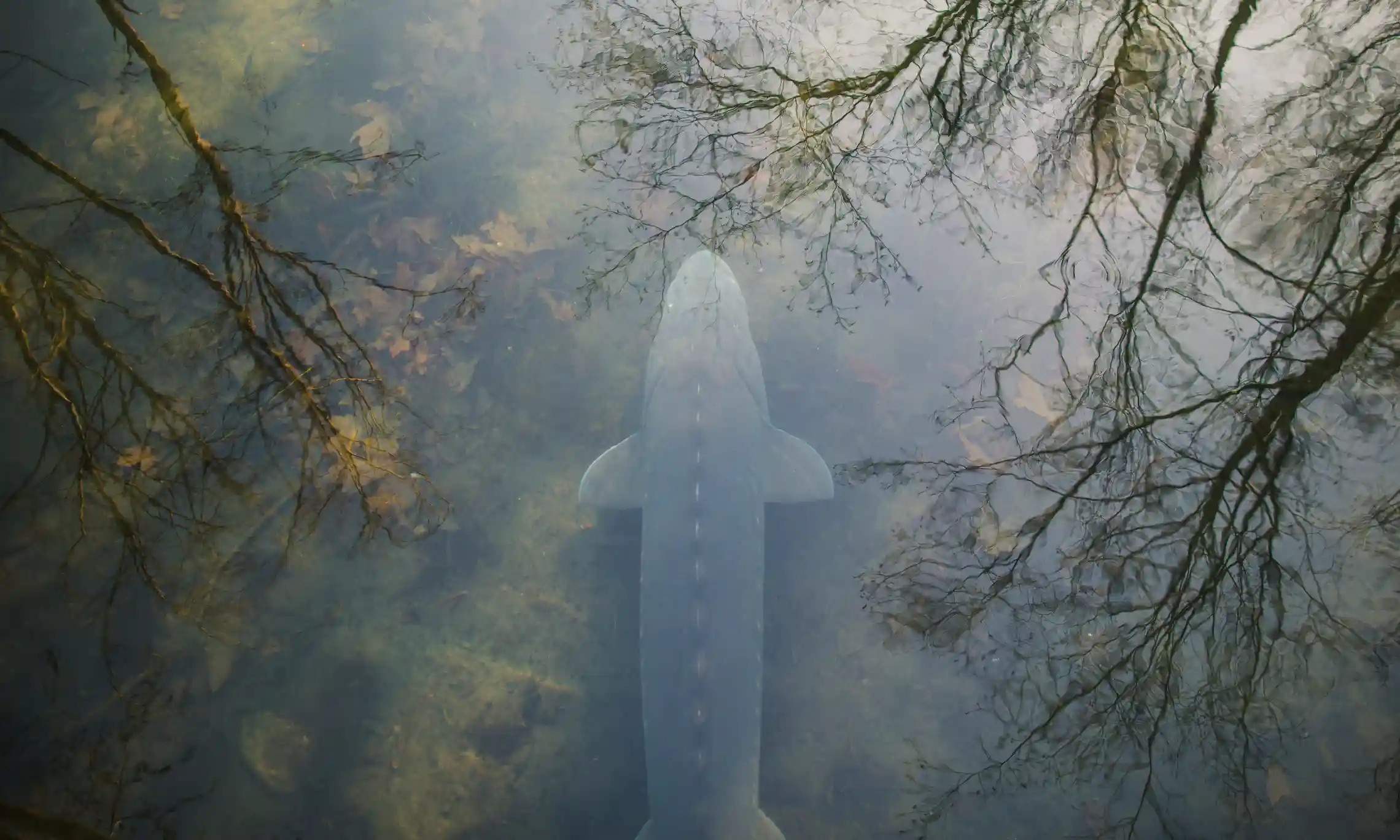 ca tam chet hang loat anh 1