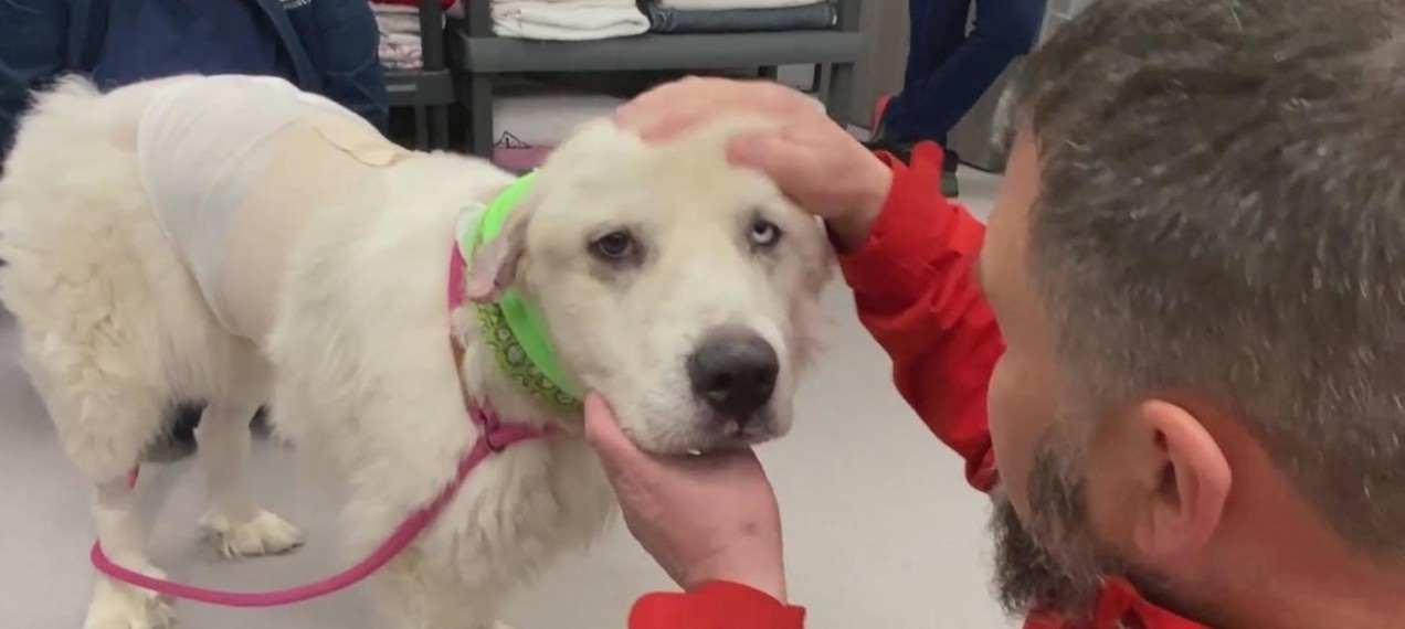 Cho chan cuu mot minh ha guc 8 con soi dong co hinh anh