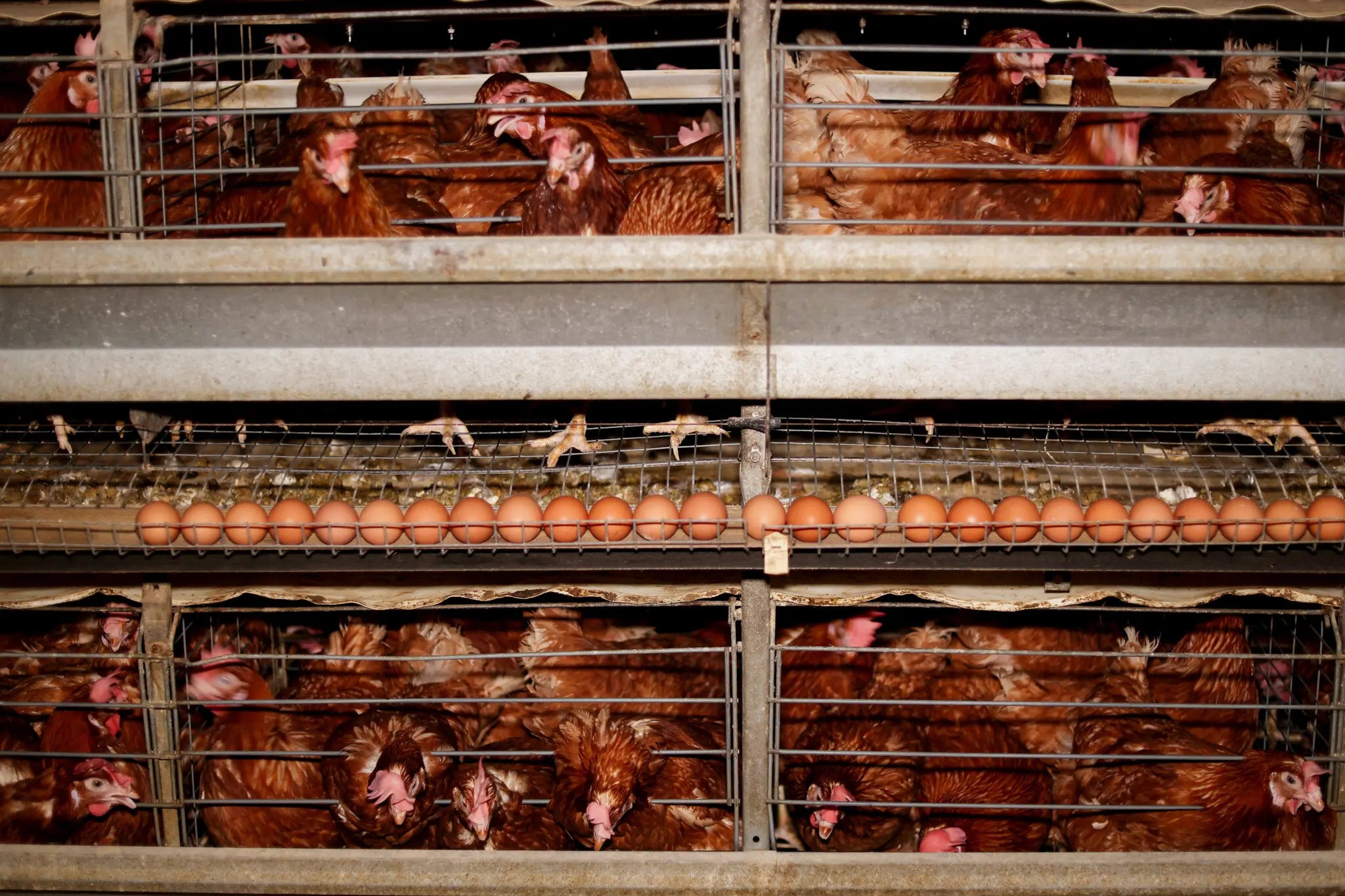 Noi trung ga thanh mon xa xi, sach mong di vi dong tien lao doc hinh anh