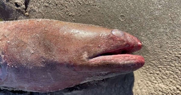 Phat hien luon My 'khong lo' tren bai bien Texas hinh anh